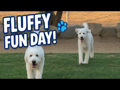 Adorable Great Pyrenees Poodle Mix Plays with Other Doodles at the Park