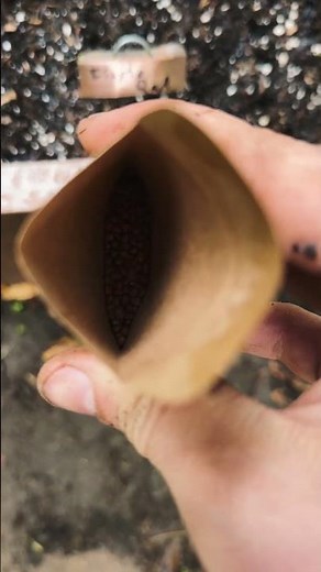 Biochar for your Tomatoes and Vegetables!