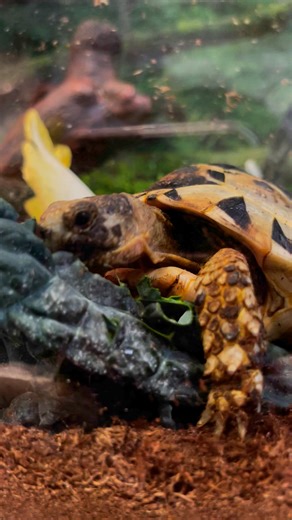 2K views · 512 reactions | Tortoise tongue  and chomps 練 for your enjoyment. #chomp #cougarmountainzoo : Education Kyla | Cougar Mountain Zoo | Facebook