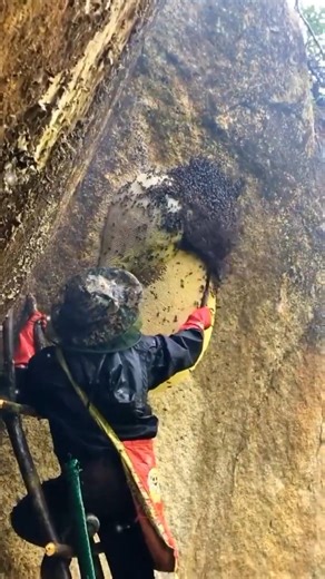 Traditional Honey Harvesting in China