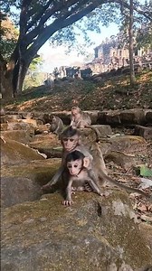 Cute Baby Monkeys Having the Best Day Ever ❤️ 🐒💛