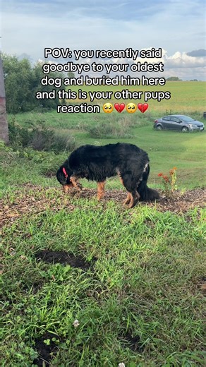 Heartfelt Dog Reactions After Losing a Companion