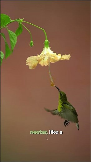 🌼 Sunbird Feeding in Mid Air – Nature’s Precision | Very Fast Documentary