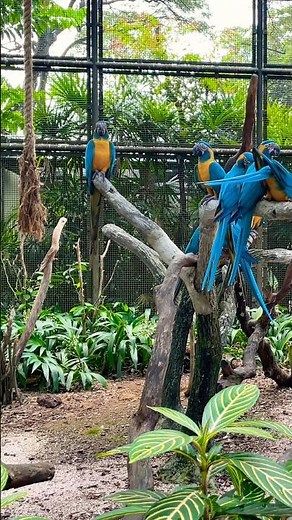 Stunning Blue-Throated Macaw Up Close