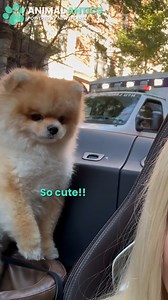 18K views · 616 reactions | This adorable pomerianian puppy howls along to the ambulance siren! We love dogs! ❤️ | Animal Antics | Facebook