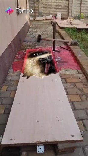 Bottle The Hammer Of ‪@BeardBear‬ #tempoapps #shorts