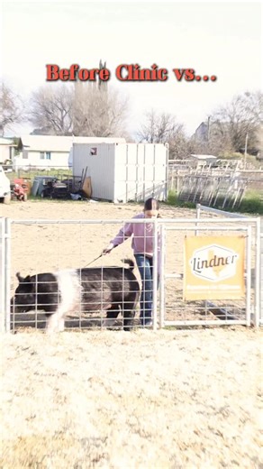 Dadson Farms on Instagram: "The progress you can make in just 2 days at the Dadson Farms Showmanship Clinic! #showpigs #showmanship #stockshowlife"