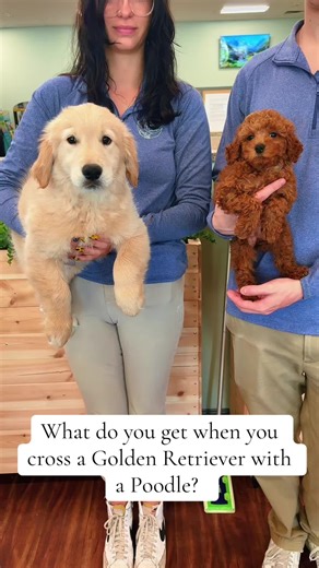 Meet the Adorable Goldendoodle: A Cute Hybrid Dog