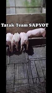 #TGBTG #tatakbertai #teamsapyot #futurebreeder #StarsEverywhere #ProudFarmer #highlights #CJfeedandcare #followerseveryonehighlights Teejay Saguirel | Bert Ai
