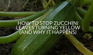 How To Stop Zucchini Leaves Turning Yellow (And Why It Happens) - Soak And Soil