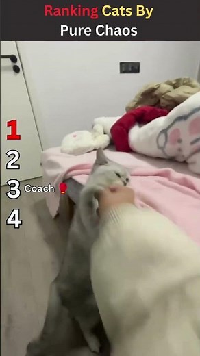 Ranking Cats By Pure Chaos 🙀 #cat #catvideos