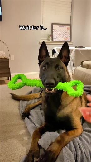 Polite Belgian Malinois: A Diva's Guide