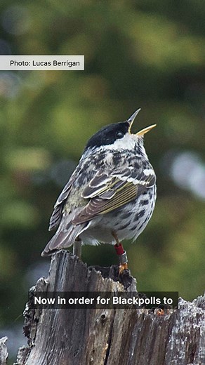 The Blackpoll Warbler is a small but extraordinary songbird renowned for its incredible migratory journeys, connecting boreal forests in North America to tropical regions in South America by travelling thousands of kilometres each year. For the last decade, a dedicated group of researchers has been studying the complexities of Blackpoll Warbler migration using advanced tracking technologies and Citizen Science data to address the pressing need for conservation action. Last month, the group publi