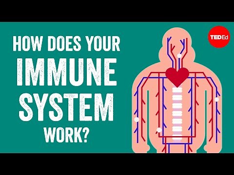 How does the immune system work?