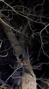 13 reactions | Big Time Clear Cut Switch Is living his best life!!! So happy to see him go to a ranch full of hunting opportunities! Lucky for me I have his son who will be producing many coonhounds | Big Time Bluetick Coonhounds | Facebook