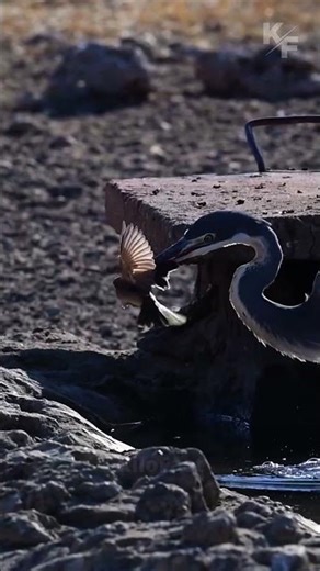 The Heron’s Secret Hunting Trick You Won’t Believe!