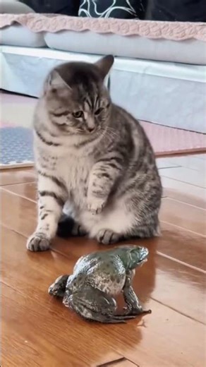 😹 Funniest Cat Fails Ever! | Try Not to Laugh Challenge 🐾