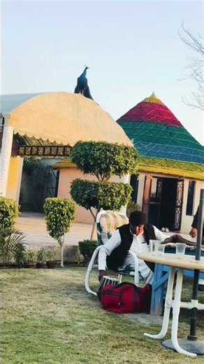 Mesmerizing Peacock Sounds in Nature | Relaxing Bird Call