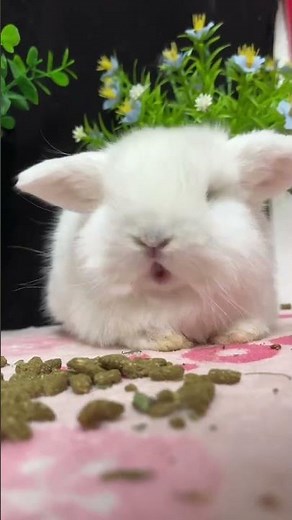 🐇 Ultimate Guide to Lop Eared Rabbit Care! 🐰 Must Watch for Every Rabbit Pet Owner!