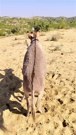 Exploring the Fun of Donkey Kong