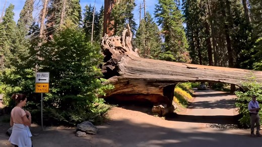 Tunnel Log, Sequoia National Park, California, USA 🇺🇸🇺🇸🇺🇸 #gopro #4kscenicdrivesandhikes #travel #sequoianationalpark #california #usa | 4K Scenic Drives and Hikes Worldwide.