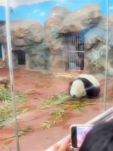 Epic Panda Dubstep Mix for Rave Enthusiasts