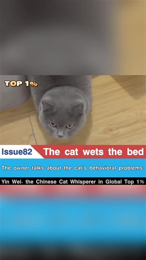 调整猫咪尿床！655个家庭验证的解决方法