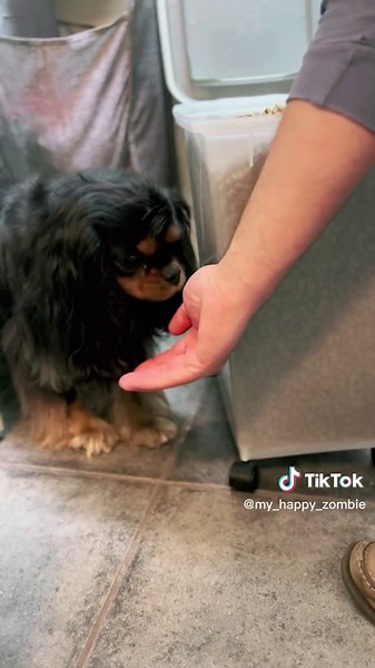 #alwayshungry #zombie #kibble #kibblefeddogs #cavalierkingcharlesspaniel #dogsoftiktok #dogsofttiktok #dog #blackandtan #eukanuba #food