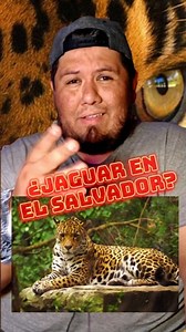 ¿El Jaguar en El Salvador? 🇸🇻🐆 #animals #bio #ciencia #cat #elsalvador #foryou | El Biólogo