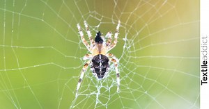Tout savoir sur la soie d’araignée, une fibre textile extrêmement résistante