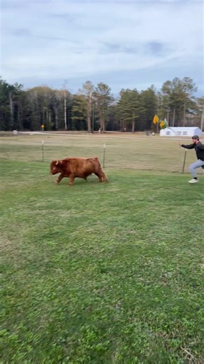 Had to break out the flower 🌼🐮 #minicow #highlandcow #cowsoftiktok | cow videos