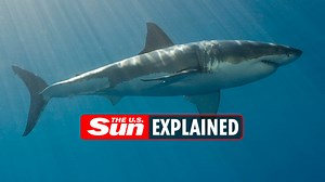 Shark attacks 2022: How many shark attacks took place in the United States?