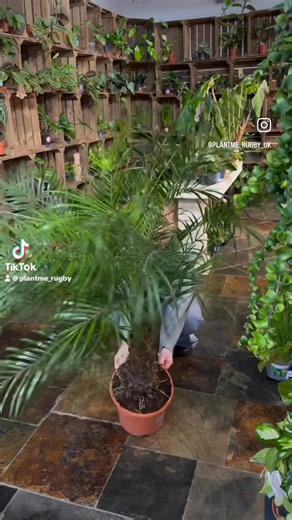 Phoenix Roebelenii 🌿✨ – only £100! A beautiful, elegant palm perfect for any home or café corner 💚 Care: Bright indirect light, water when the top soil feels dry, and enjoy! ☀️💧🌱 | Plant me ltd Rugby