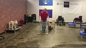 89K views · 1K reactions | An adorable service dog named Ryker tried passing its test to become a certified service dog, but didn’t quite get there. The Double H Canine Training Academy in Louisville, Kentucky tried to prepare Ryker for the big job - but clearly, he's meant for an active family. VIDEO: Double H Canine Training Academy | Breakfast Television | Facebook