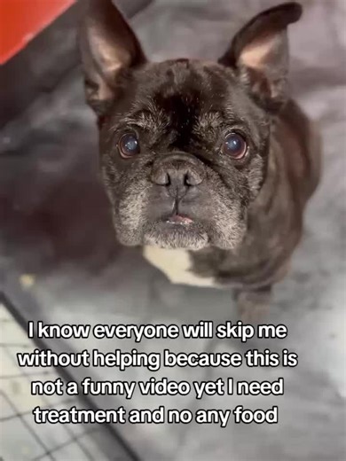 Rick (aka Fergus) is still waiting 🖤 This sweet 9-year-old Frenchie is searching for a foster or forever home. Rick is incredibly loving, gentle, and people-oriented—the kind of dog who just wants to be near his human. 🐾 Dog compatibility: • Can live with a female dog with slow, proper introductions • Prefers to be an only dog and soak up all the love 🏡 Ideal home: • Calm environment • Someone who appreciates a mellow, affectionate senior • Couch cuddles encouraged (required, actually) Senior
