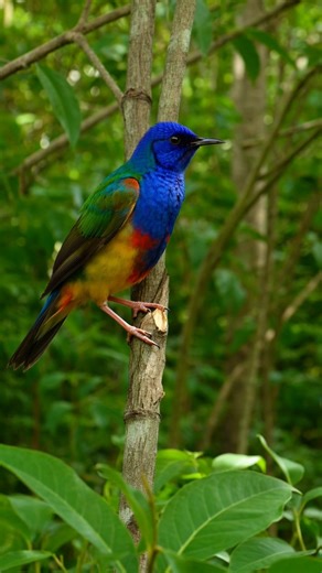El ave más colorida del planeta parece irreal | Tángara Multicolor#Tangara #AveExotica #Aves #Birds