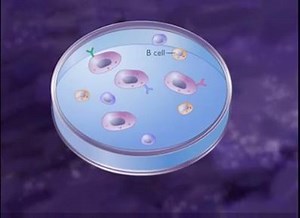 How to produce Monoclonal Antibody... | All About Molecular Biology