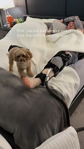 Nurse Benji getting paid overtime. 🤑 #cavapoo #mybuddybenji #dogsofinstagram | My Buddy Benji