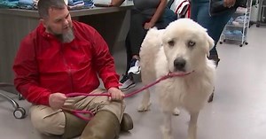 Great Pyrenees who fended off pack of coyotes in Georgia nominated for Farm Dog of the Year