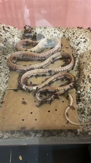 玉米蛇 蟲蝕 #標本 #snake #教育學習 #animals #骨骼