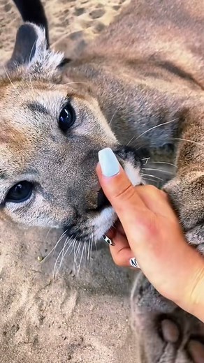 16 reactions | Cougars purring! #cougar #puma #purr #purrs #purring #asmr #bigcat #bigcats #cat #cats #purrbaby #Love #wow | Vishion Fashion | Facebook