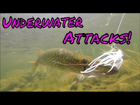 Chain Pickerel UNDERWATER ATTACKS!