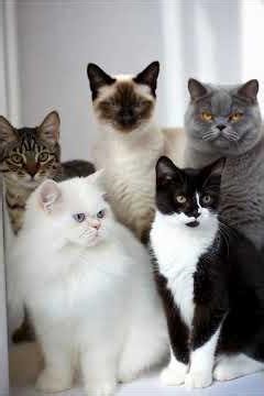 12 19A - Cat breeds compilation