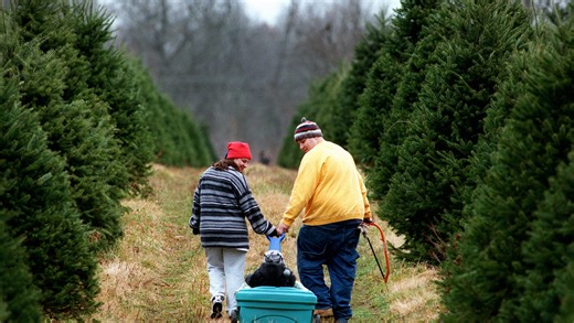 Shopping for a Christmas tree? Here are over 30 mid-Hudson Valley tree farms