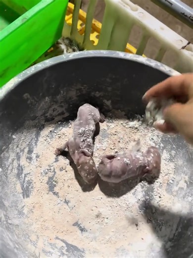 Which female rabbit knocks over the cage will be eliminated directly from #cute pet #pet #Record real life #Rural life #rabbit