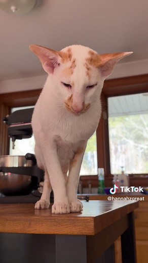 Meet Winstony: The Honking Oriental Shorthair Cat Compilation