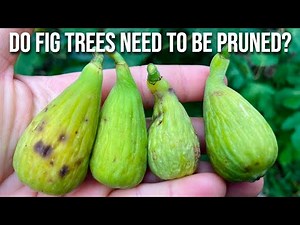 Do Fig Trees NEED to be Pruned? Prune Like a Pro w/ These Tips