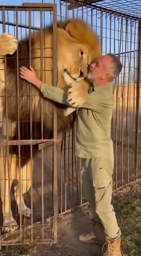 Lion’s Emotional Reunion with His Caretaker 🦁❤️ A heart-touching moment captured in pure realism — a majestic lion reunites with the man who once cared for him. As the cage door opens, the lion rushes forward, not with anger, but with love and trust. 🦁❤️ - AI-assisted #lions #EmotionalReunion #animallover #WildlifeMoments #lionhug #Heartwarming #animalbonding #naturelovers #wildlife #emotionalvideo #lionandman | Critter Caught