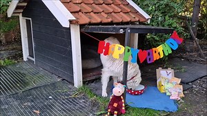 34K views · 3.8K reactions | Palau feiert seinen 10. Wuffday...