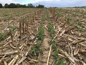 Soybean School: Planting twin rows in strip till